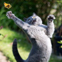 Аватара пользователя