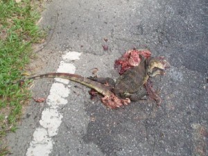 deadlizard.jpg