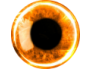 Eye.png