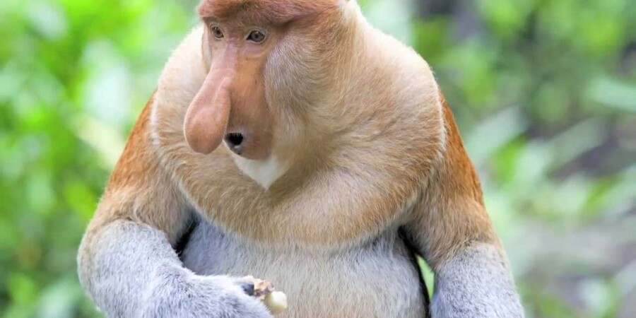 Обезьяна с характерным носом держит в руках пищу на фоне зелёной растительности.